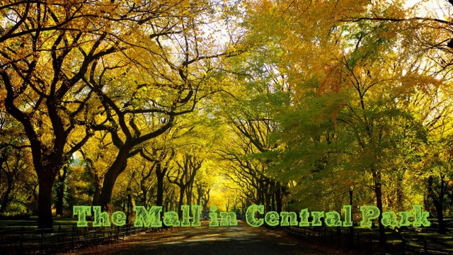 New York Insolite : les ormes de Central Park