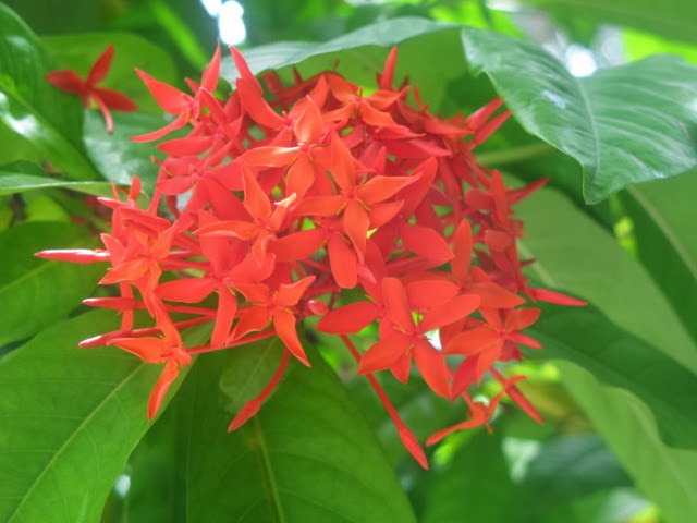 Sulawesi Kadiriri Togian