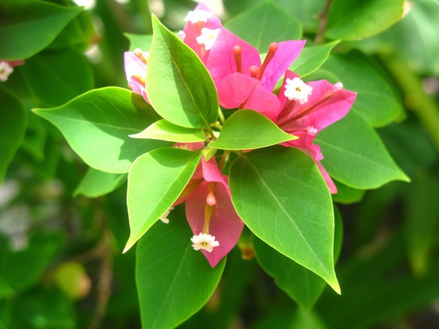 Sulawesi Kadiriri Togian