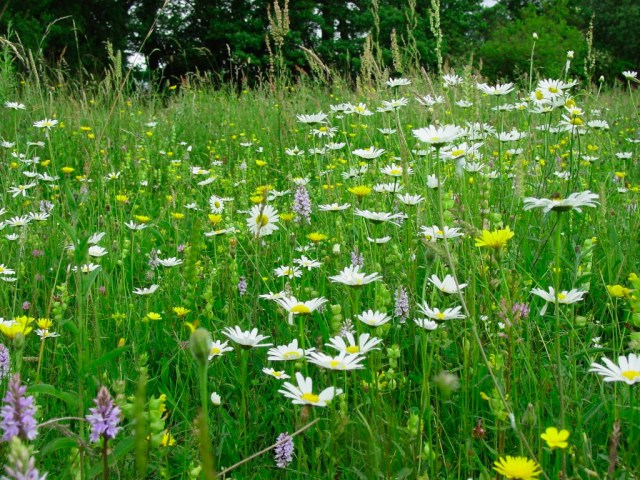 Hampstead Heath Londres London