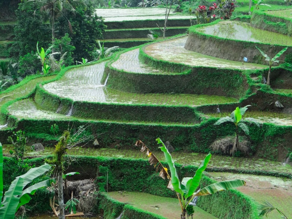 Art Daily Fix Bali (6)