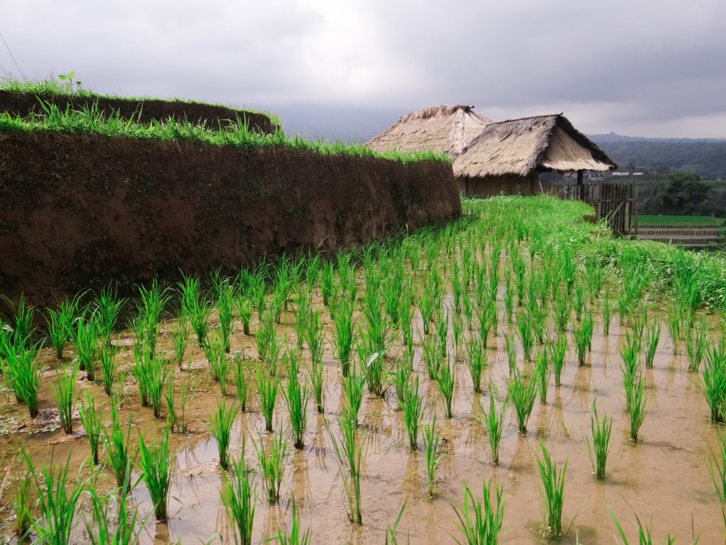 23082014-Bali Lombok 2014 (236)