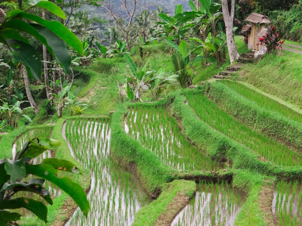 23082014-Bali Lombok 2014 (247)