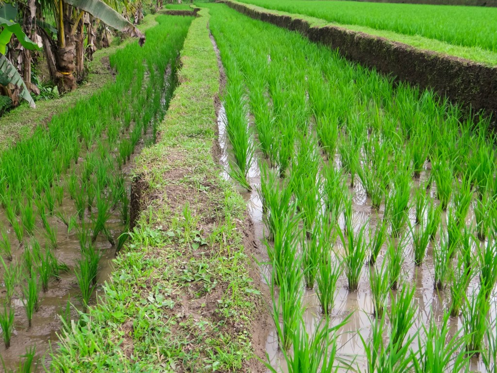 23082014-Bali Lombok 2014 (253)