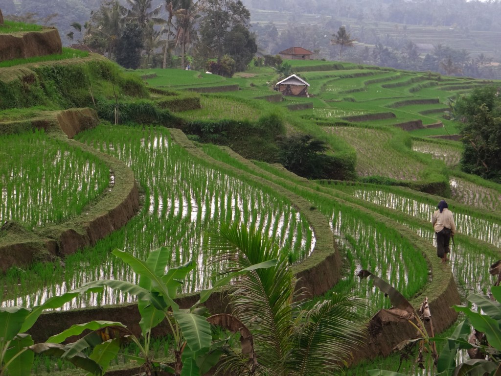 23082014-Bali Lombok 2014 (256)