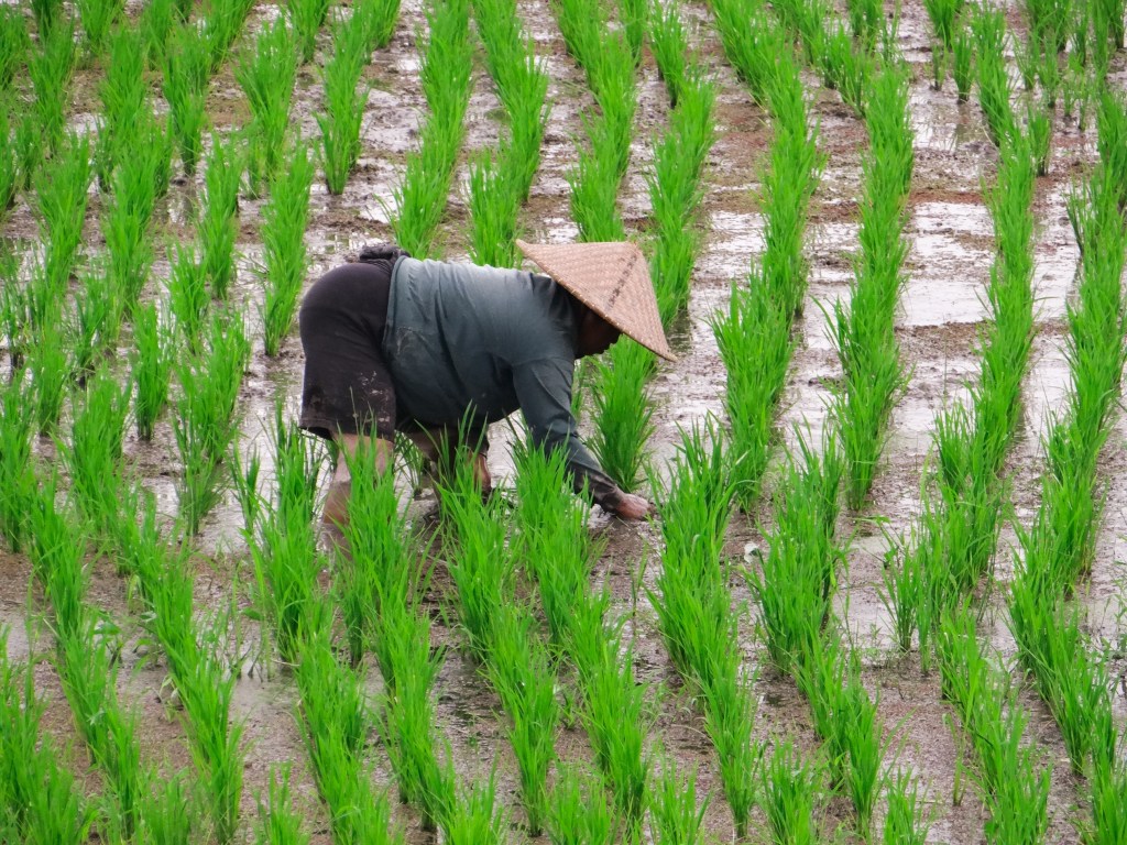 23082014-Bali Lombok 2014 (266)
