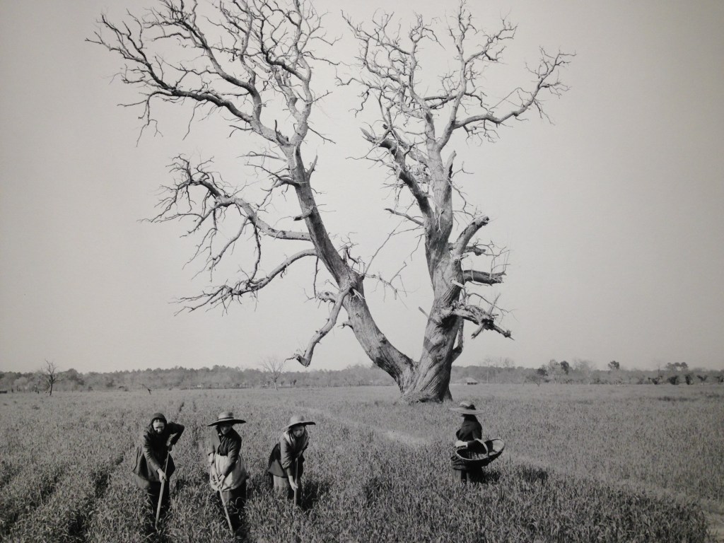 Felix Arnaudin Musée Aquitaine